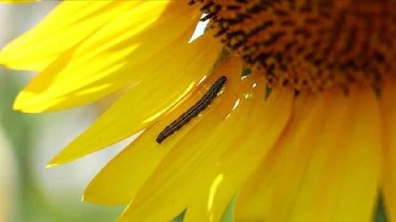 Tarım ve Orman Bakanlığı'ndan &ccedil;ayır tırtılıyla m&uuml;cadele talimatı