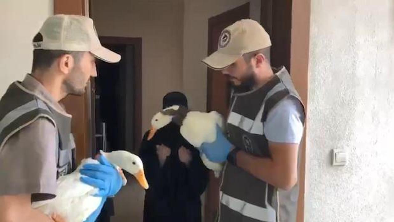 Tartışılan ördeklere İçişleri Bakanlığı sahip çıktı