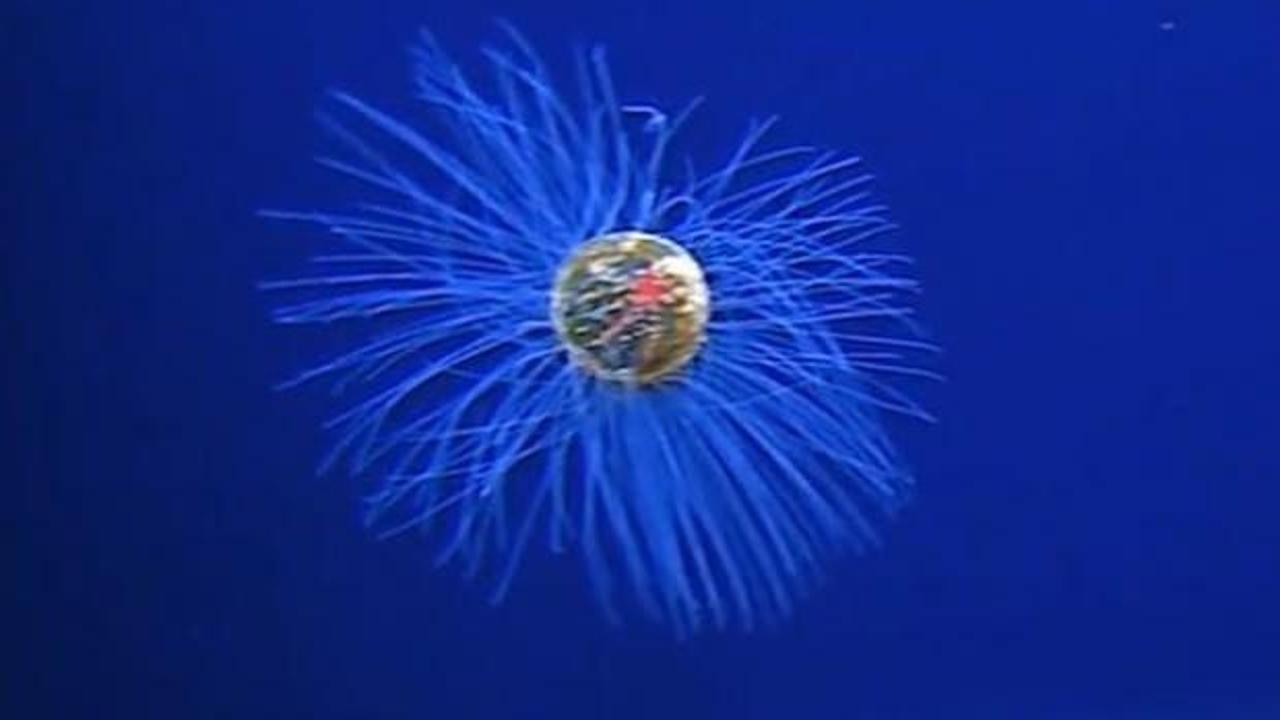 Okyanusun 5 bin metre altında nadir görülen deniz anası türü görüntülendi