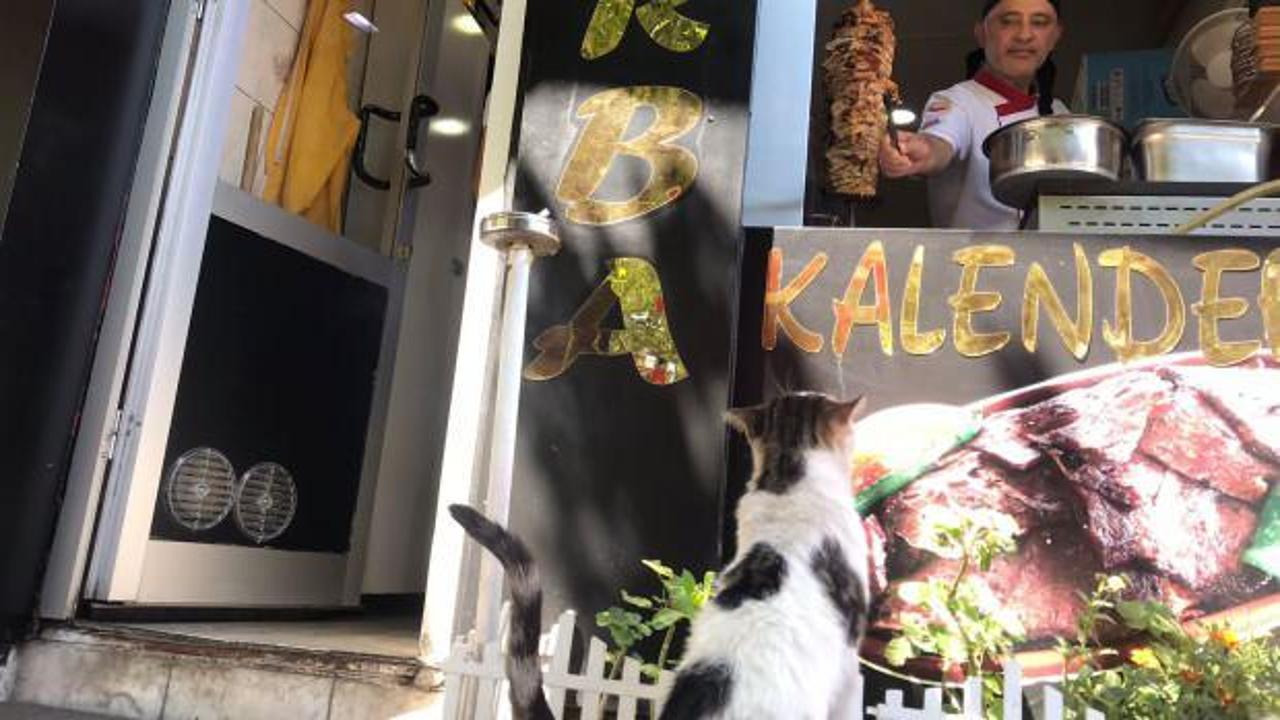 &ldquo;D&ouml;ner&rdquo; isimli kedi m&uuml;şterilerin ve esnafın can dostu oldu   