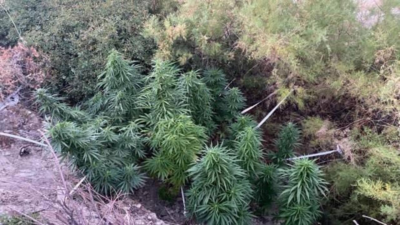 Elazığ&rsquo;da kenevir tarlasını sularken yakalandı