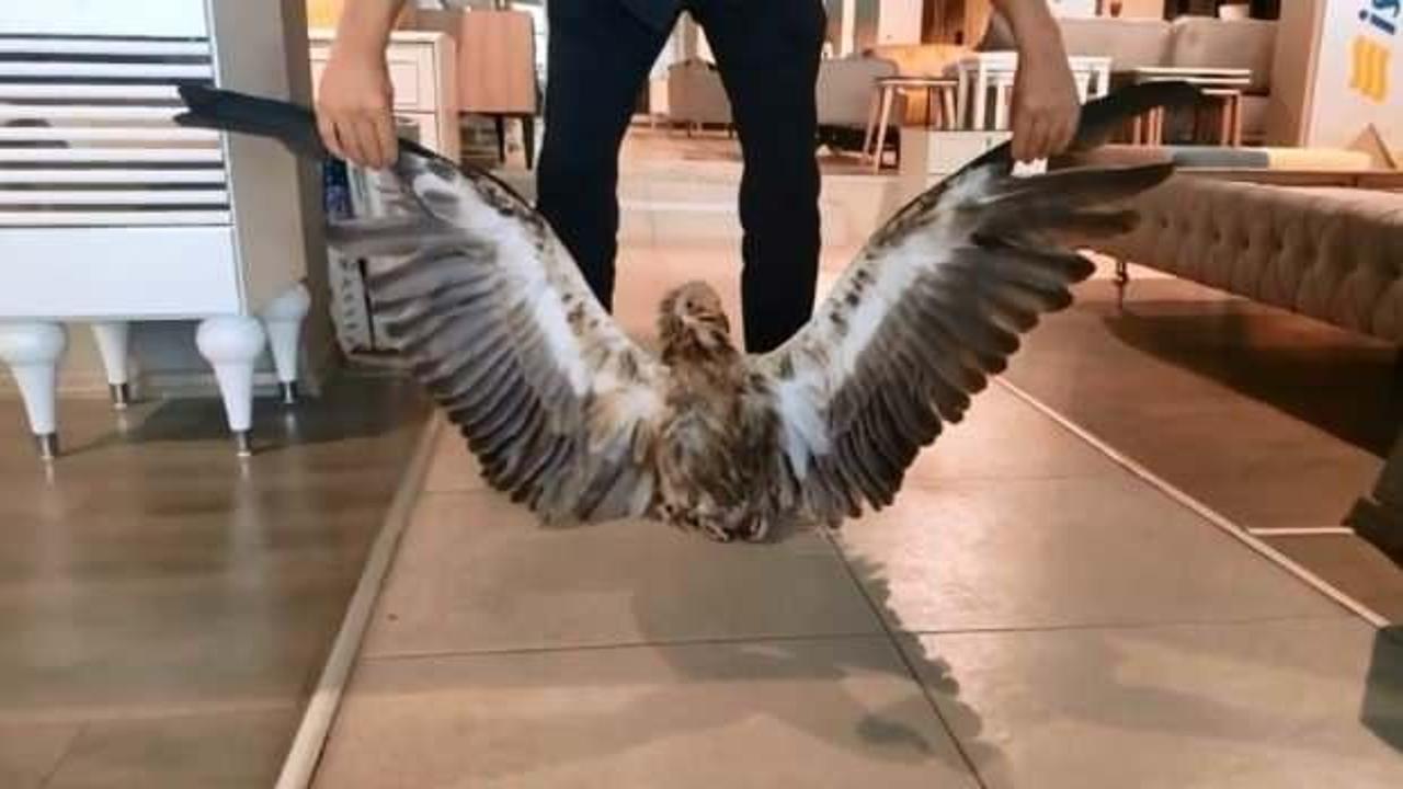 Elazığ&rsquo;da kızıl akbaba bitkin halde bulundu