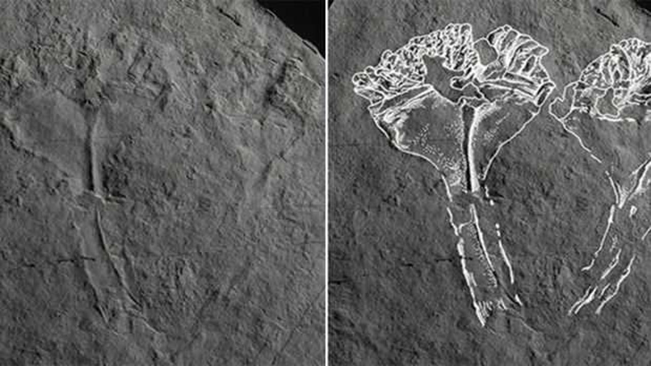 560 milyon yıl öncesine ait! Tarihin en yırtıcı hayvanının fosili bulundu