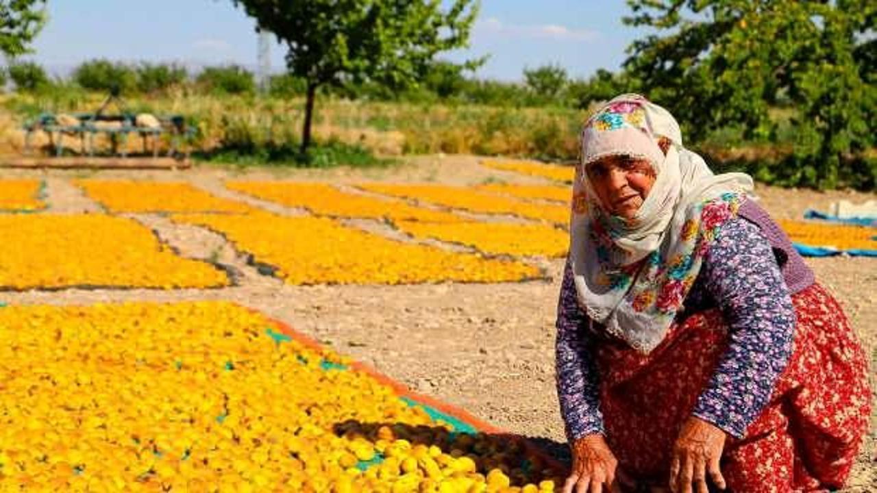 Malatya&rsquo;da kayısı hasadı başladı! Bin 782 ton rekolte bekleniyor