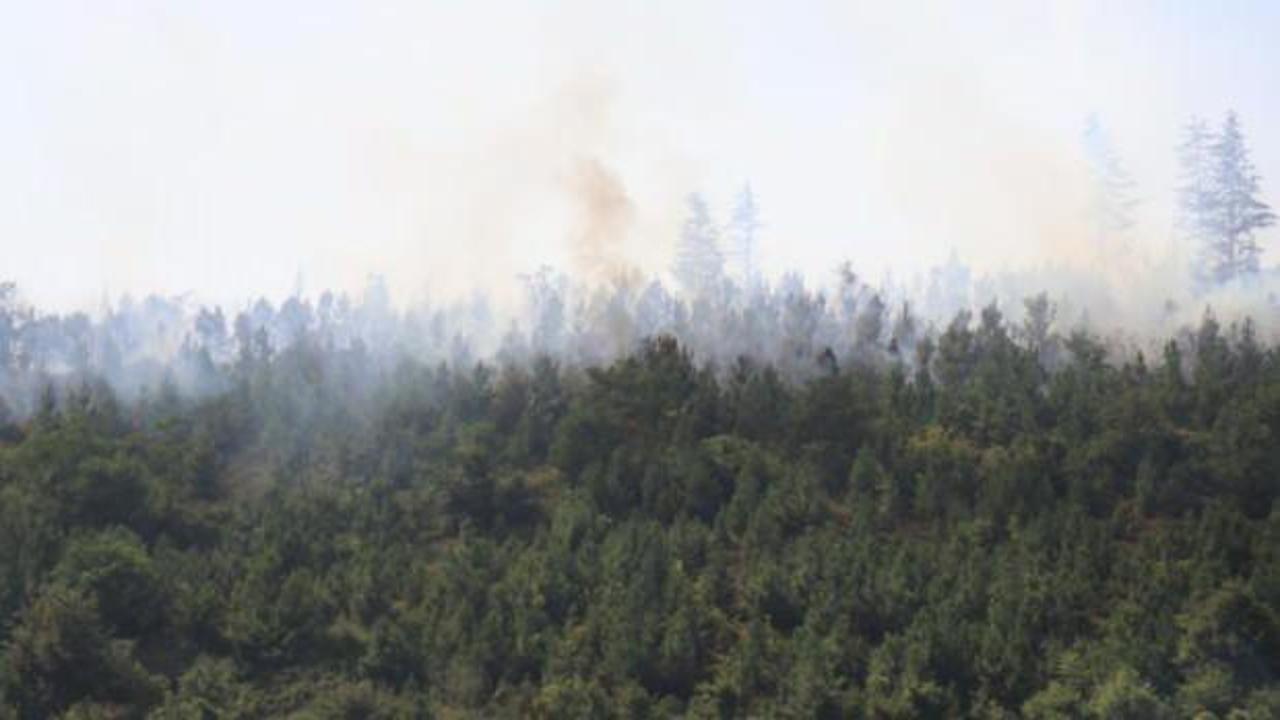 Sakarya’da ormanlık alanda yangın çıktı, çok sayıda ekip sevk edildi