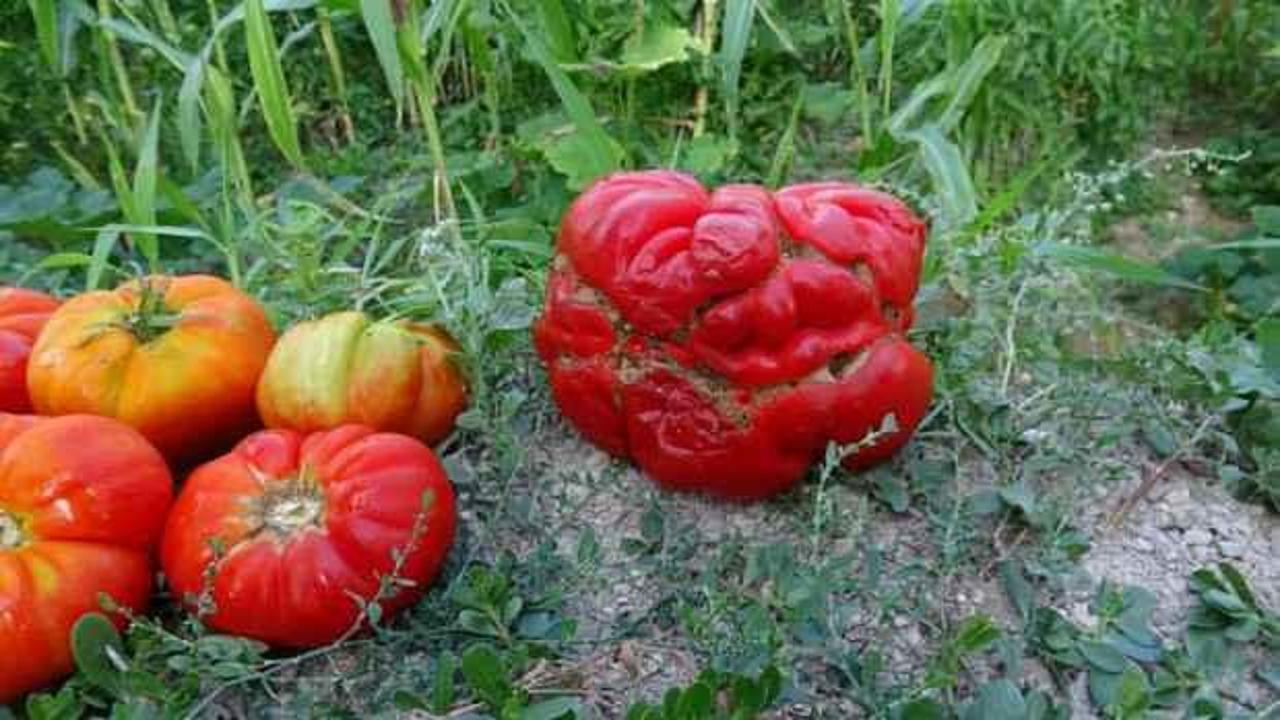 Yerli ‘Maniye’ domatesi coğrafi işaretle tescillendi