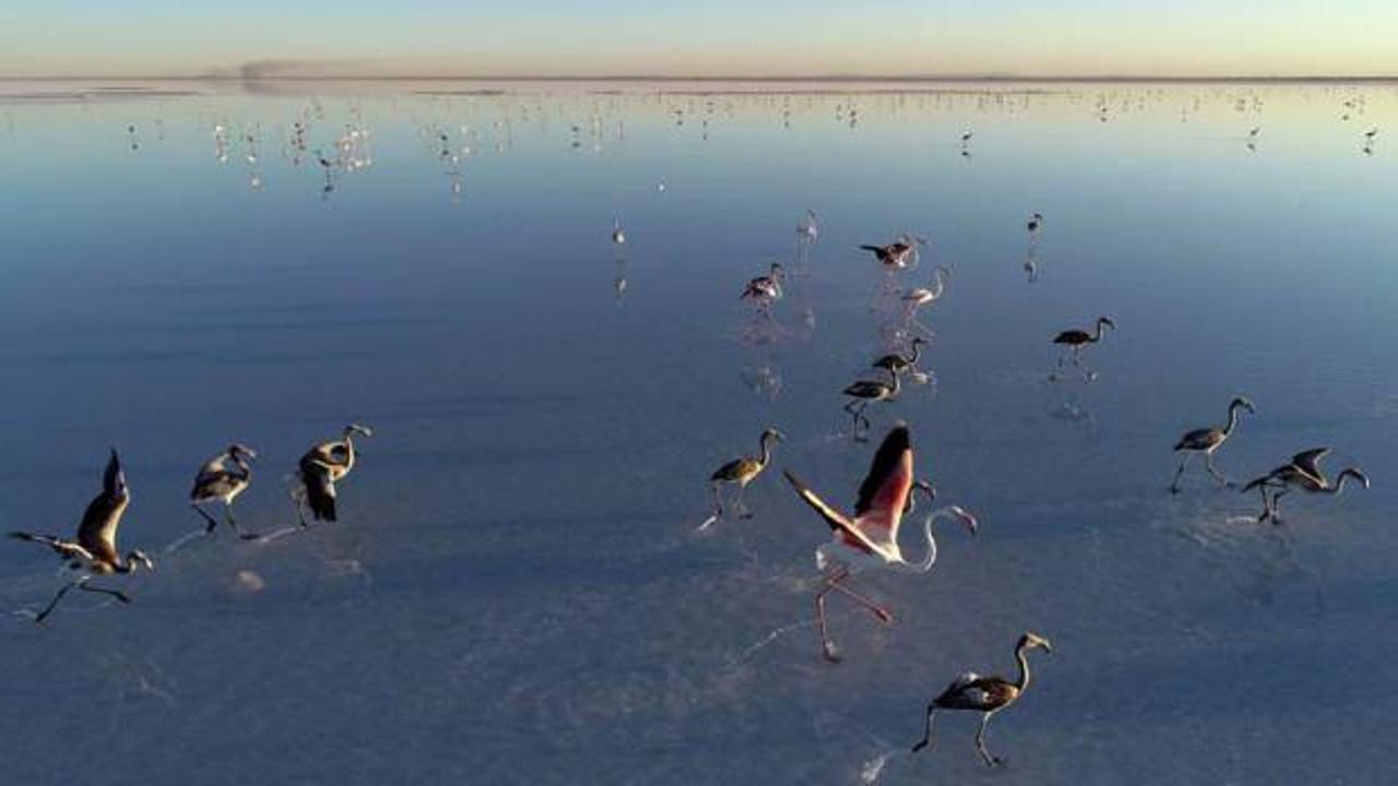 Bakan Kurum: Tuz Gölü flamingo cenneti olmaya devam edecek