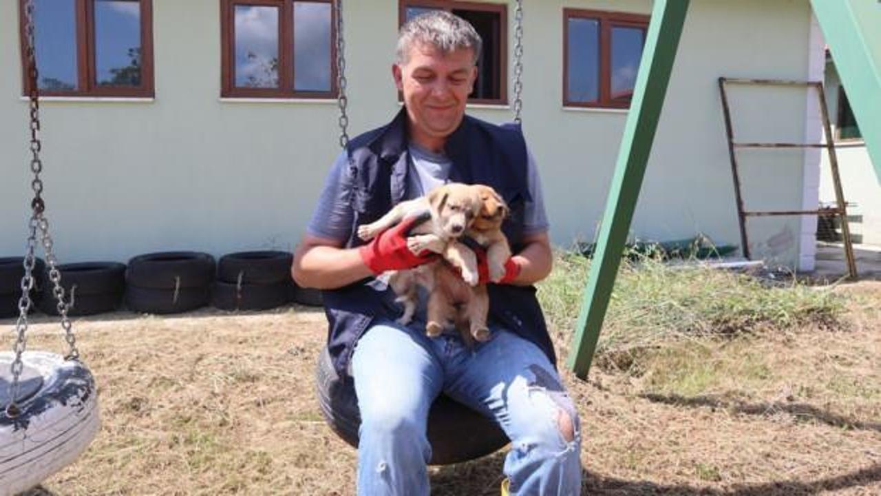 D&uuml;zce&rsquo;de 230 k&ouml;pek kısırlaştırıldı!