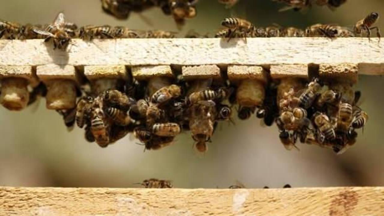 Nesli tükenmekte olan arılar için Türk bilim insanları 'Robot Arı' geliştiriyor