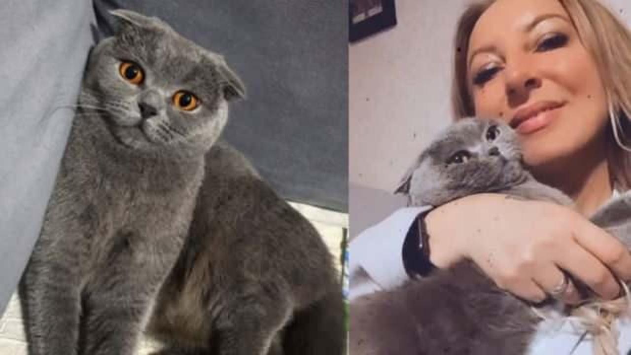 6 yıldır g&ouml;z&uuml; gibi bakıyordu, kedisini bulana 10 bin TL &ouml;d&uuml;l verecek   