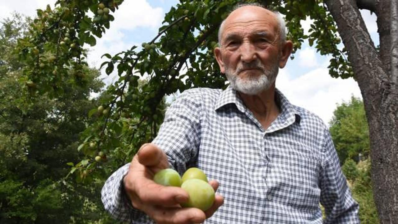 Boş araziyi 500 ağa&ccedil;lı meyve bah&ccedil;esine &ccedil;evirdi: Bana yeniden hayat verdi