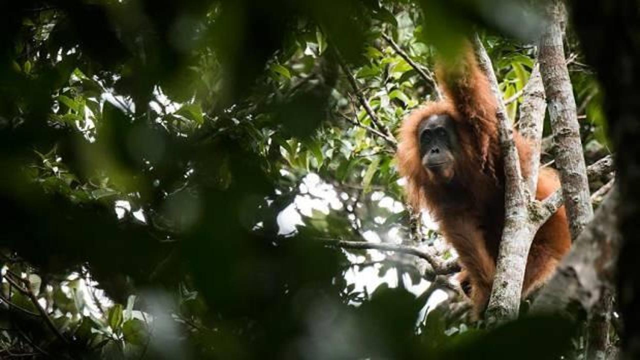 Brezilya'da maymun çiçeği vakaları nedeniyle maymunlara saldırılar artıyor