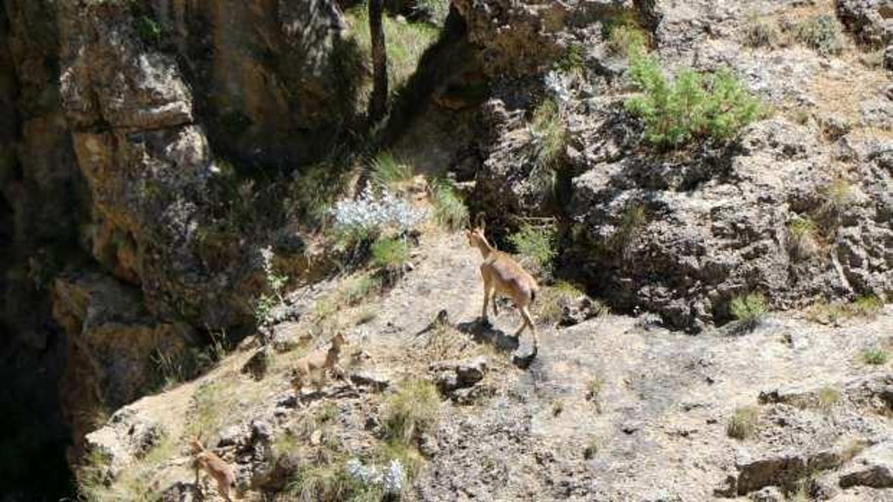 Nesli tehlike altında olan dağ ke&ccedil;ileri Munzur Dağlarında g&ouml;r&uuml;ld&uuml;