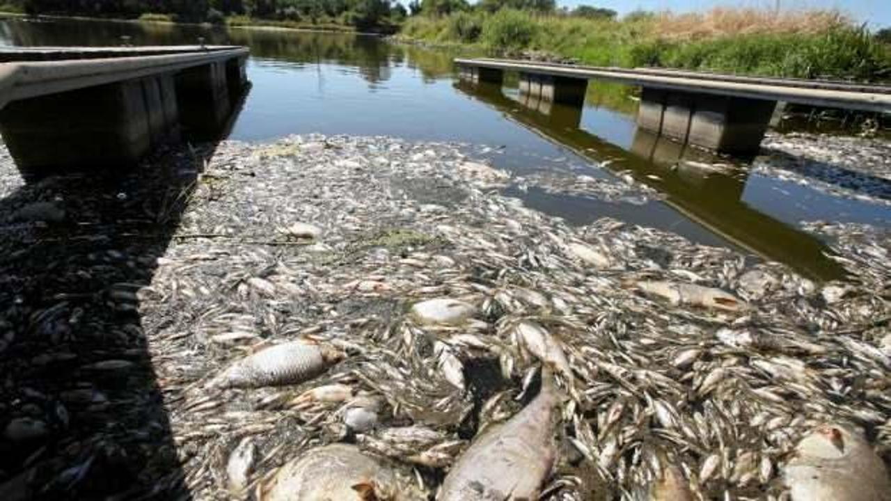 Polonya'nın Oder Nehri'nde 10 ton balığın öldüğü "ekolojik felaket" araştırılıyor
