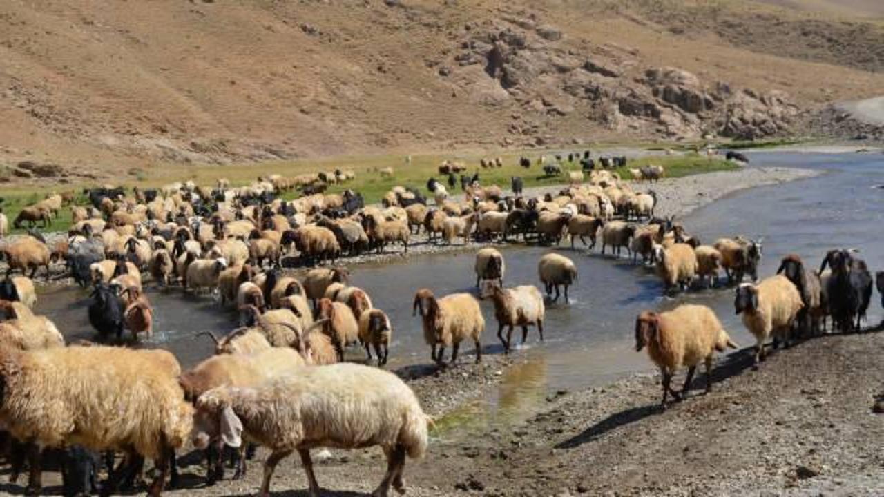Şırnak'ta g&ouml;&ccedil;erler yayla yolunu tuttu, ortaya belgesel tadında g&ouml;r&uuml;nt&uuml;ler &ccedil;ıktı