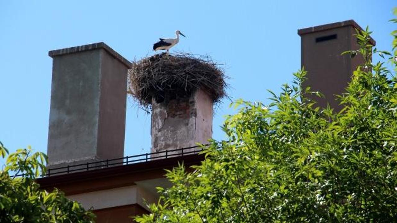Sivas&rsquo;ta 54 yıldır aynı yere yuva yapan leylekler mahalle sakini oldu