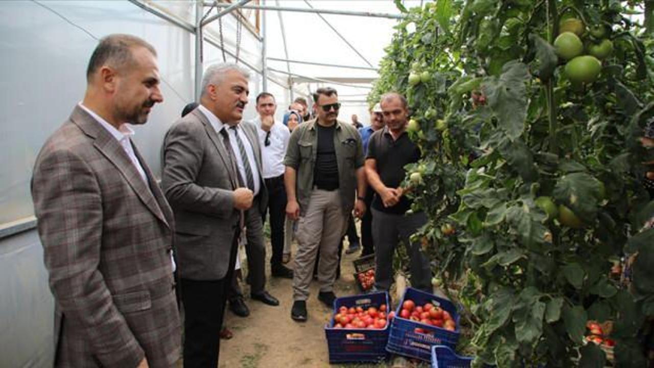 Ahıska Türkleri seralarda yetiştirdikleri sebzelerle ekonomiye katkı sağlıyor