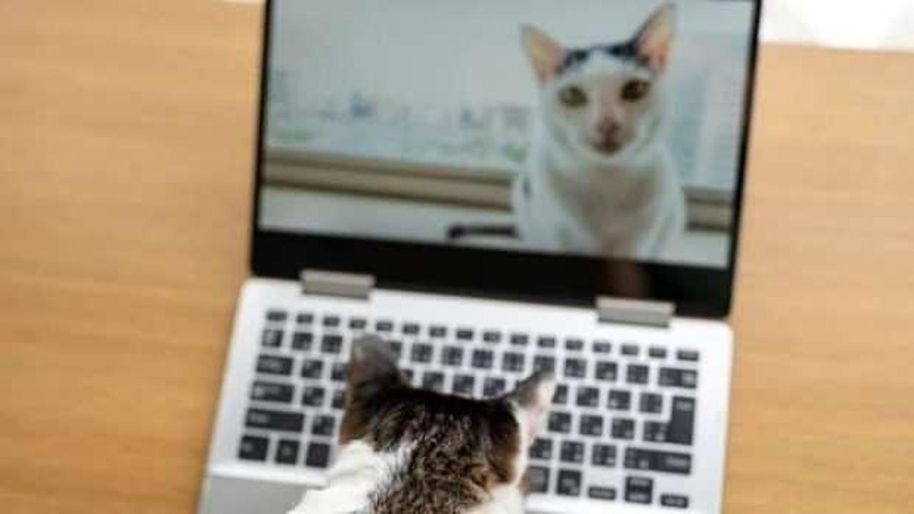 Çin'de kedisi yüzünden işten çıkarılan öğretmen açtığı davayı kazandı