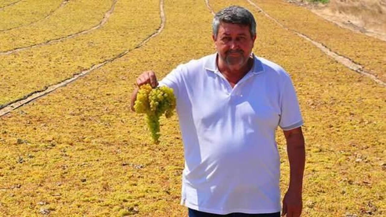 Cumhurbaşkanı Erdoğan'ın açıkladığı üzüm fiyatı, üreticiyi sevindirdi