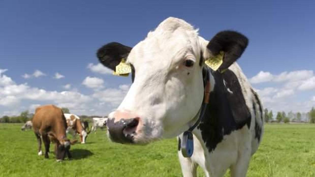 Fransa'da bir çiftçi, ineklerinin sağlığını etkilediği gerekçesiyle 4G antenini söktü