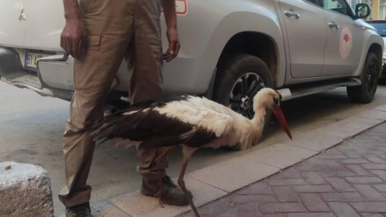 Kursağında &ccedil;&ouml;p kalan k&ouml;r leylek tedavi altına alındı