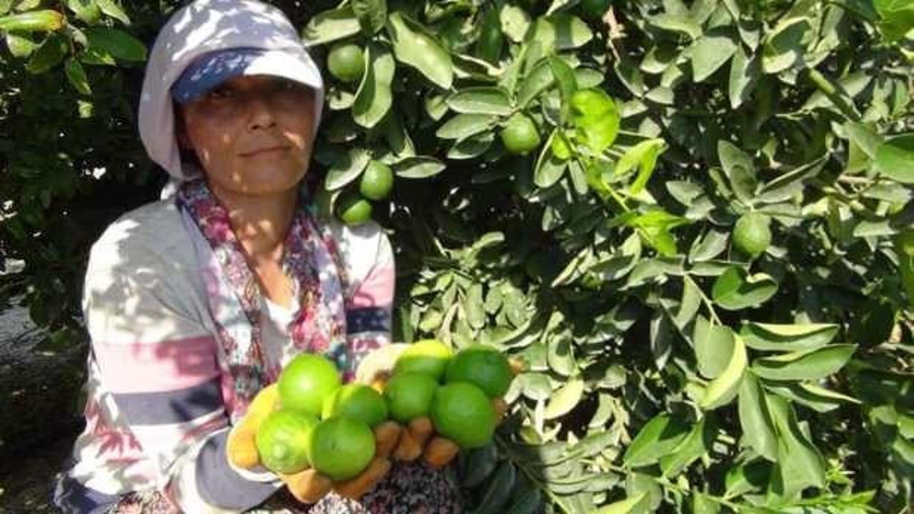Lime cinsi limonda hasat başladı: Kilosu 50 lira