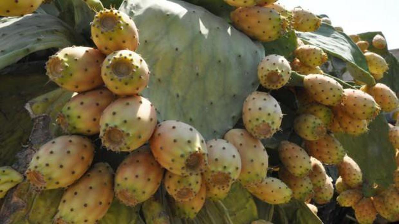 Mersin’de dikenli incir hasadı başladı