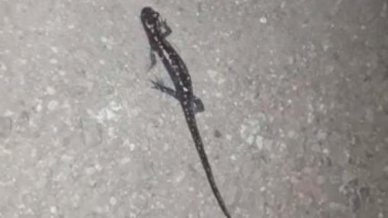 Nesli tehlikede olan 'Kafkas semenderi' G&uuml;m&uuml;şhane'de g&ouml;r&uuml;nt&uuml;lendi