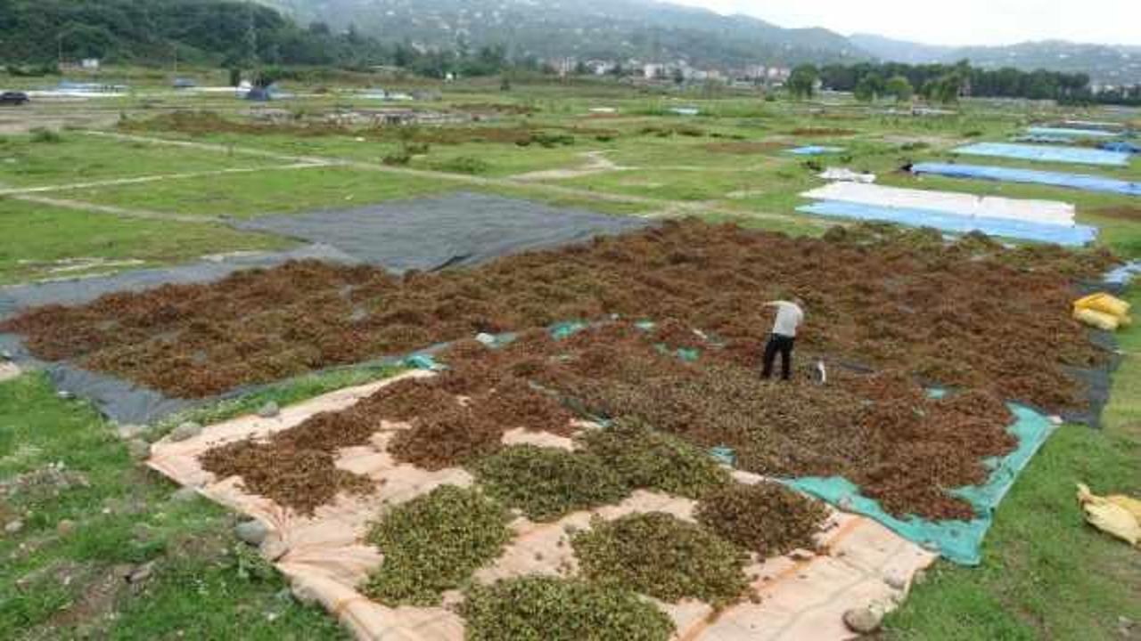 Ordulu &uuml;reticilerin &lsquo;fındık kurutma&rsquo; mesaisi