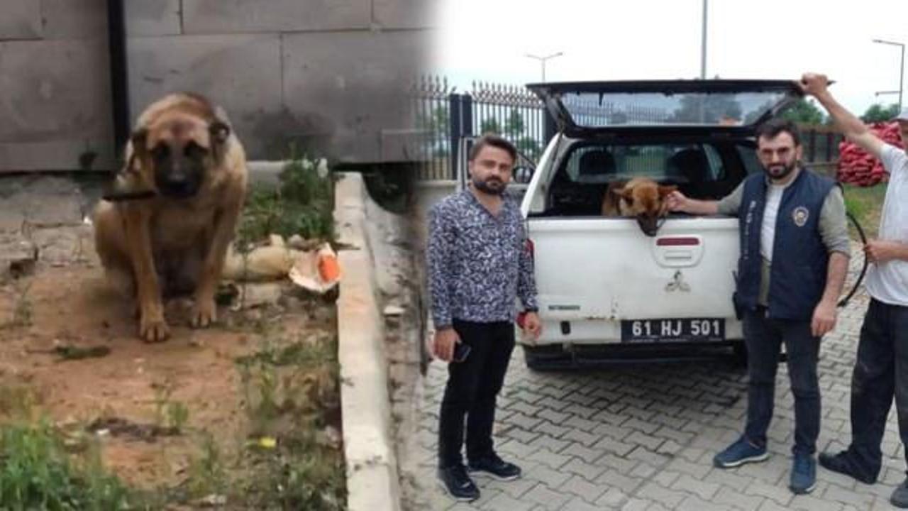 Trabzon&rsquo;da ilgin&ccedil; olay! Bek&ccedil;iyi ısıran k&ouml;peğe 2 g&uuml;n g&ouml;zaltı