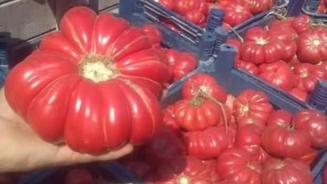 Bu domatesler g&ouml;renleri şaşırtıyor