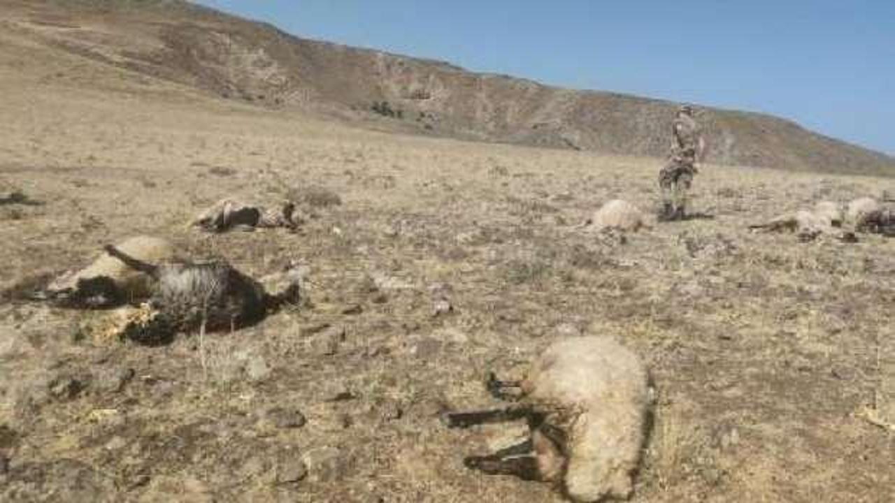 Cesedi bulunan çobanın 20 koyunu da silahla vurularak ölmüş