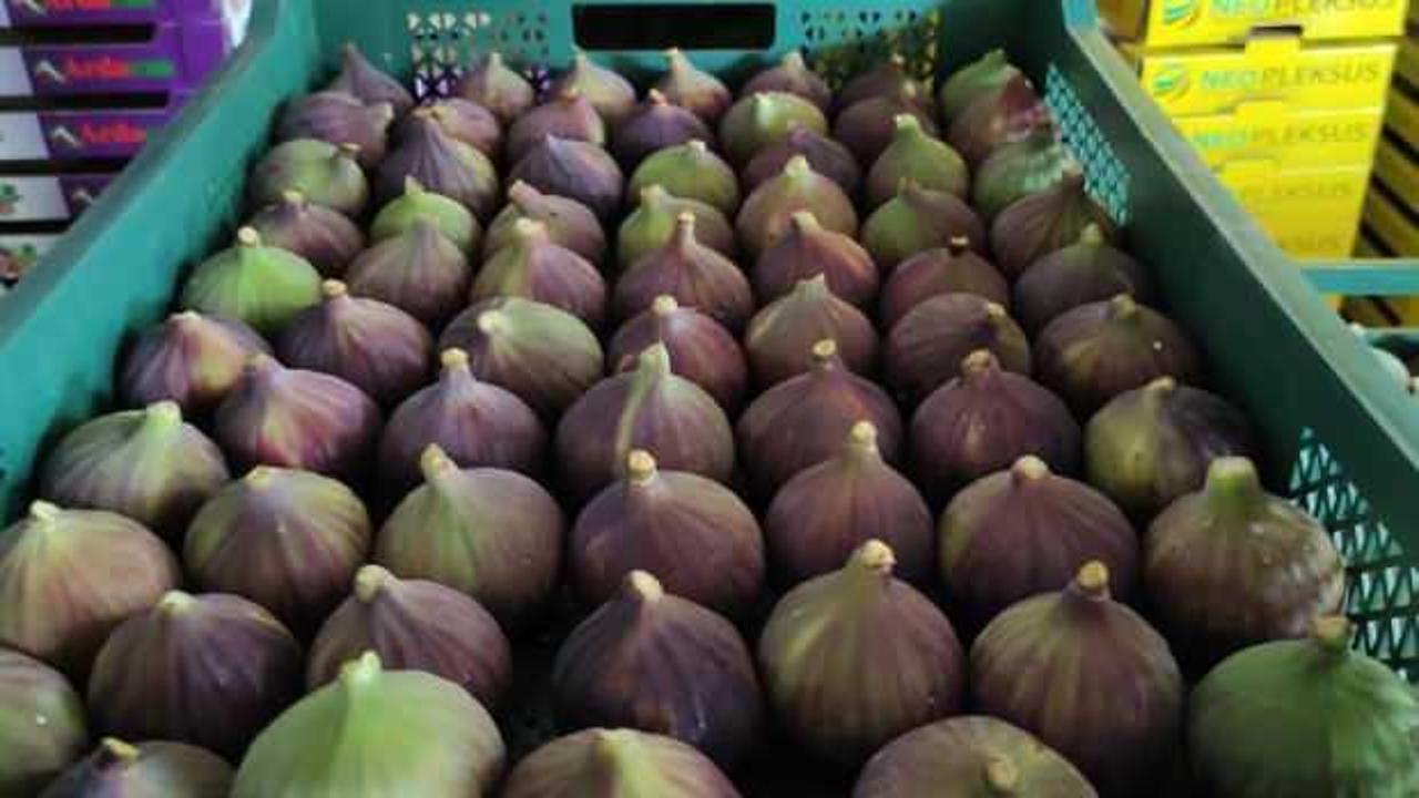 D&uuml;nyaca &uuml;nl&uuml; Krali&ccedil;e İnciri'nde aracı oyunu