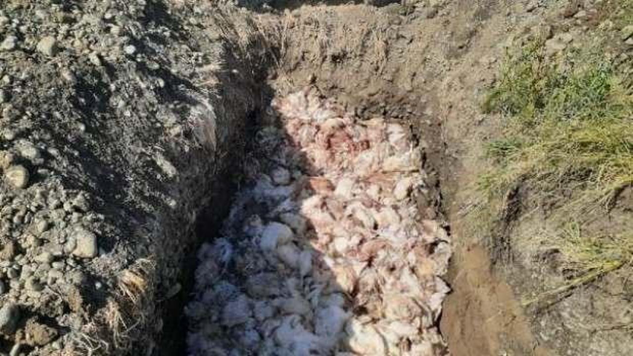 Çiftlikteki 2 bin 450 tavuk öldü