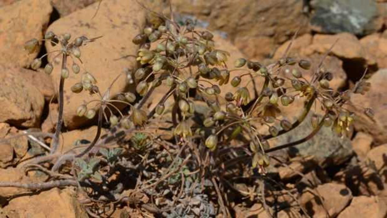 Muğla&rsquo;da keşfedilen yeni yabani soğan t&uuml;r&uuml;ne "Muğla soğanı" ismi verildi