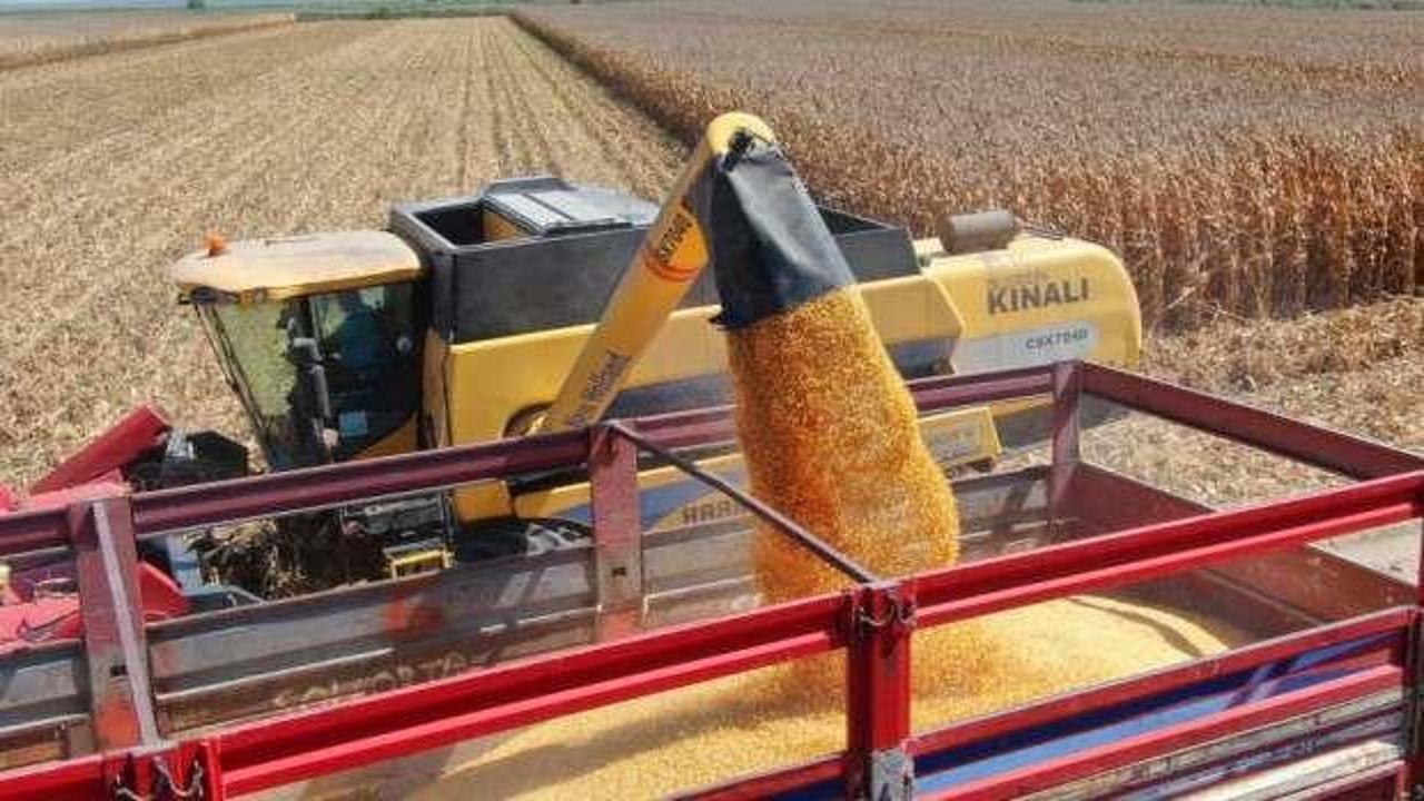 Türkiye’de ilk kez kumda mısır yetiştirildi