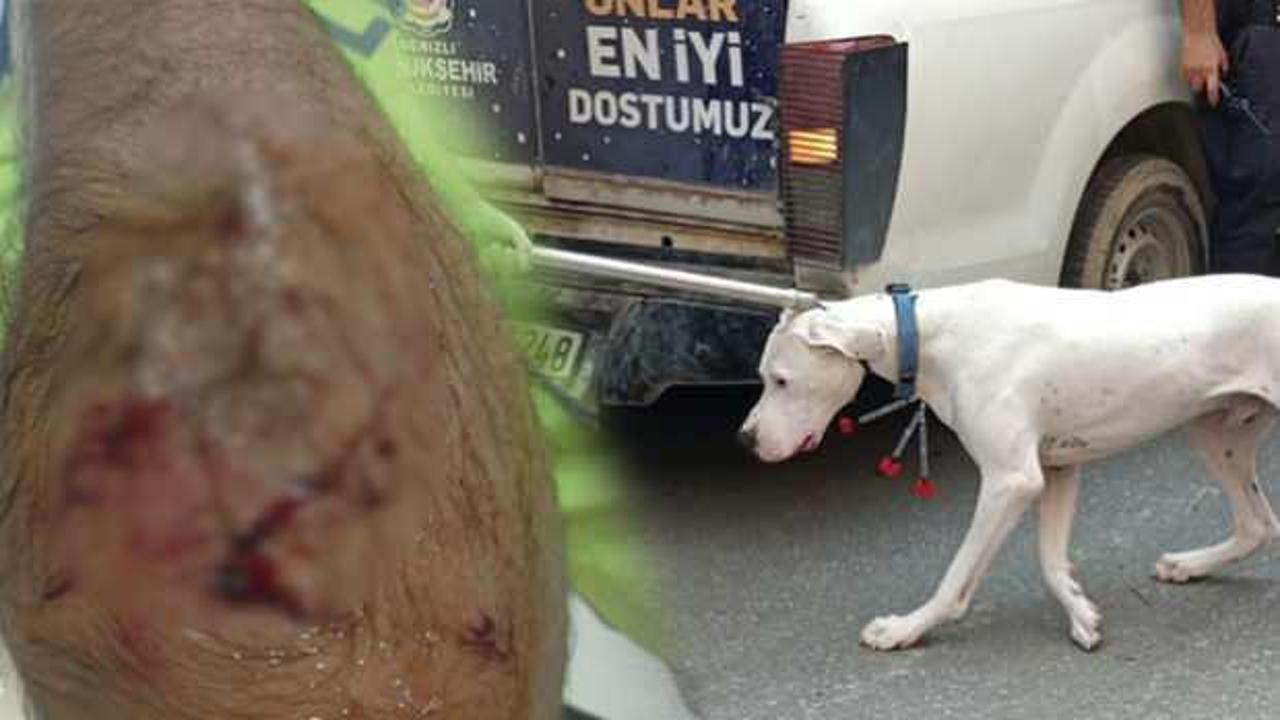 Alkoll&uuml; s&uuml;r&uuml;c&uuml; yasaklı k&ouml;peğiyle dehşet sa&ccedil;tı: 1 polis yaralandı
