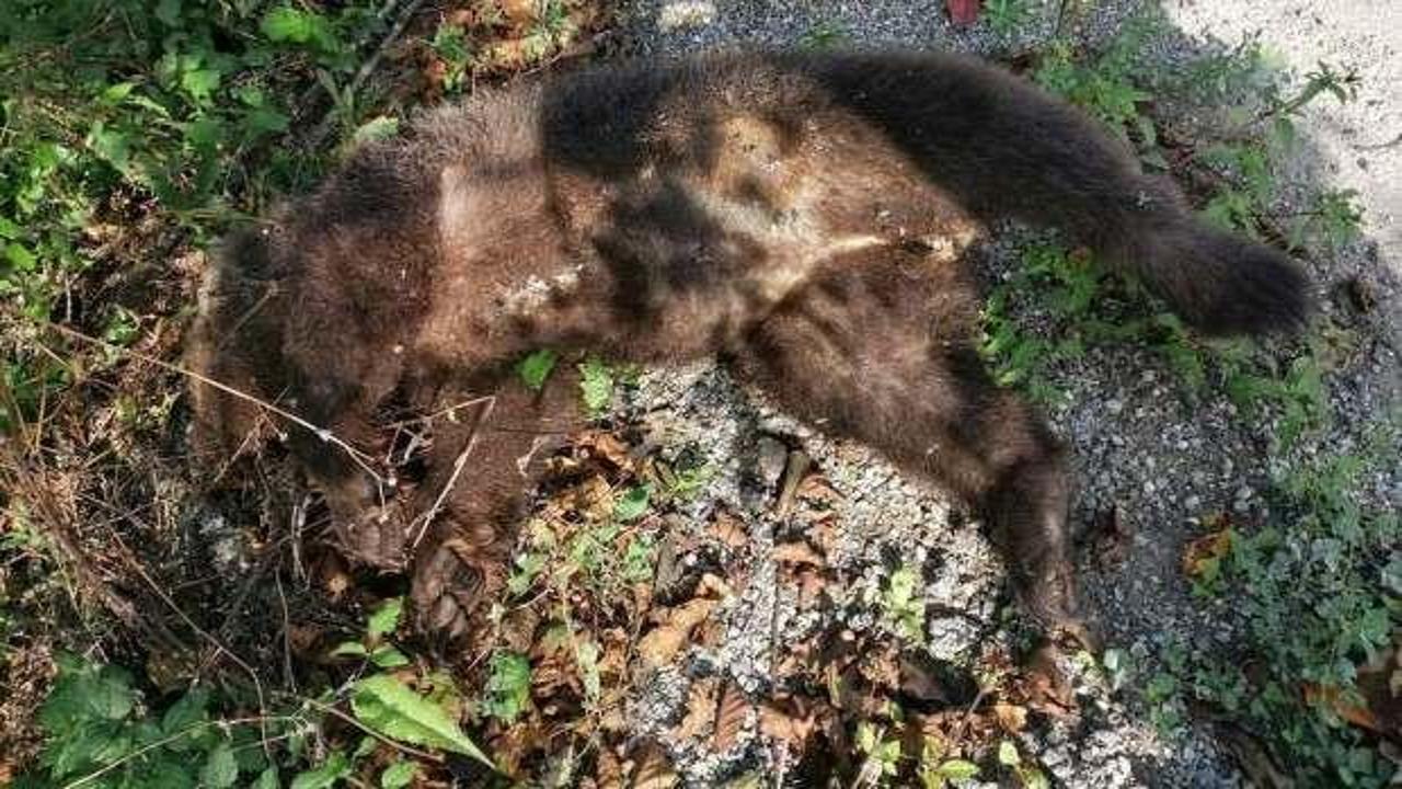 Arabanın &ccedil;arptığı yavru ayı yaşamını yitirdi