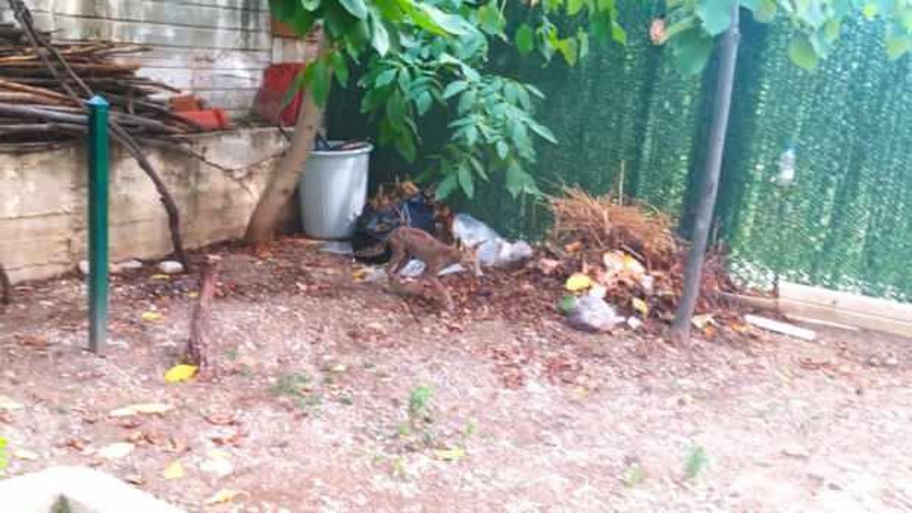 Denizli'de a&ccedil; kalan tilki g&uuml;peg&uuml;nd&uuml;z mahalleye indi