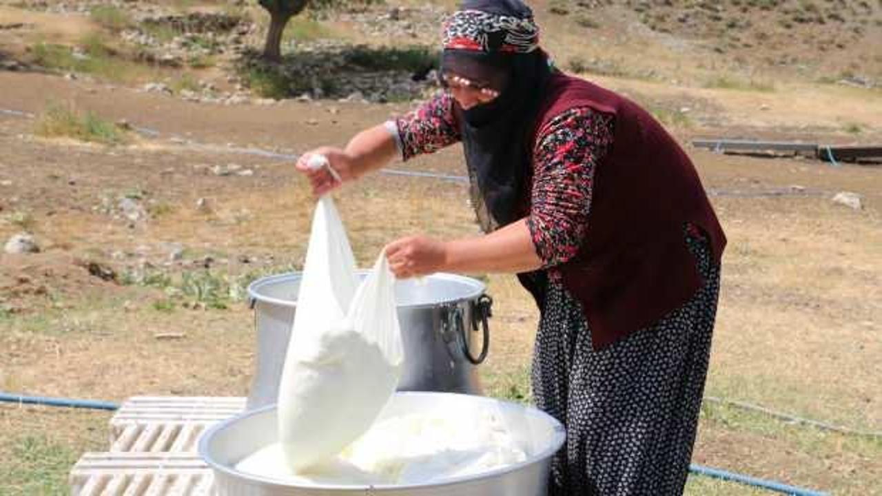 Kahvaltı sofralarının g&ouml;zde lezzeti: Erzincan tulum peyniri