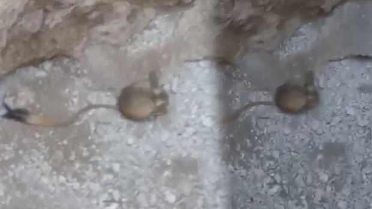 Kırmızı listede yer alan Arap tavşanı Elazığ&rsquo;da g&ouml;r&uuml;ld&uuml;