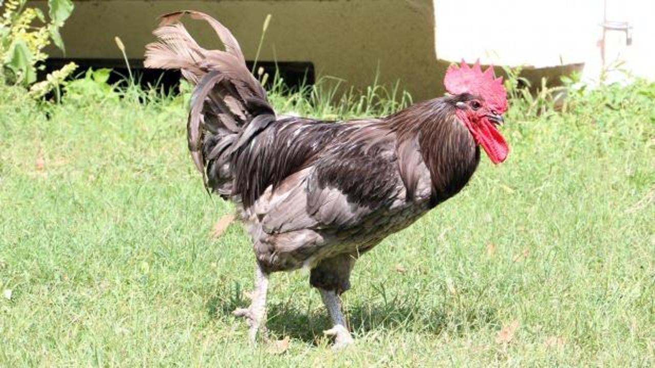 Komşuları sesinden rahatsız olunca Horozunu sosyal medyadan sahiplendirdi