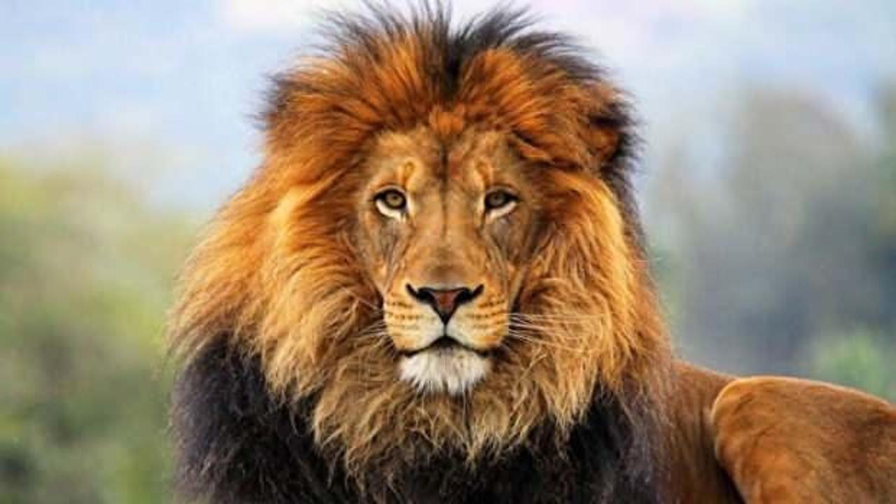 Uganda'da mahkeme aslanları zehirleyen avcılara 17 yıl hapis cezası verdi