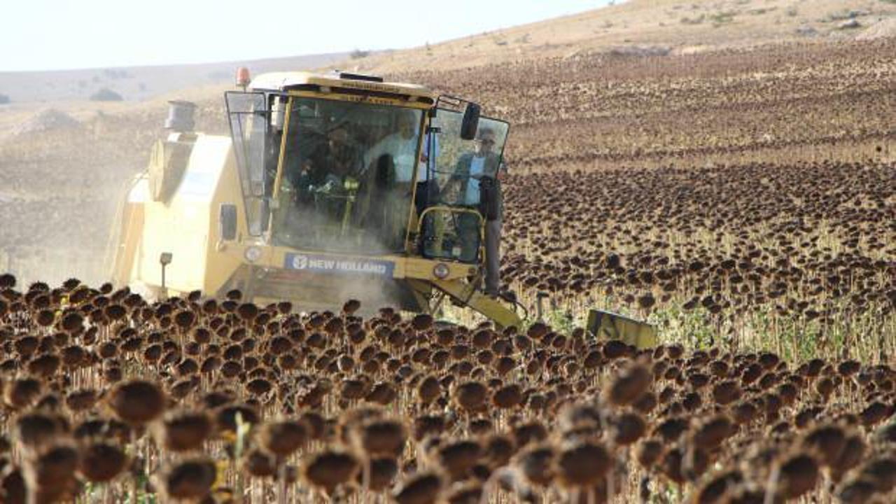  Ge&ccedil;en yılın en kurak şehriydi! Amasya&rsquo;da ay&ccedil;i&ccedil;eği &uuml;retimi 2 kat arttı