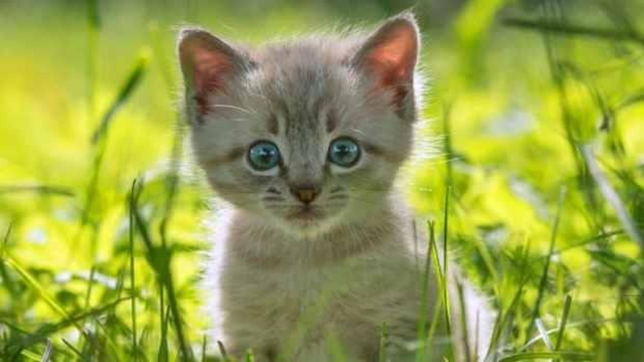 Yapay zeka hayvanların ne s&ouml;ylediğini anlayabiliyor