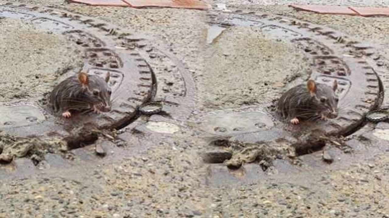 Zonguldak&rsquo;ta ilgin&ccedil; olay! Fare r&ouml;gar kapağına sıkıştı