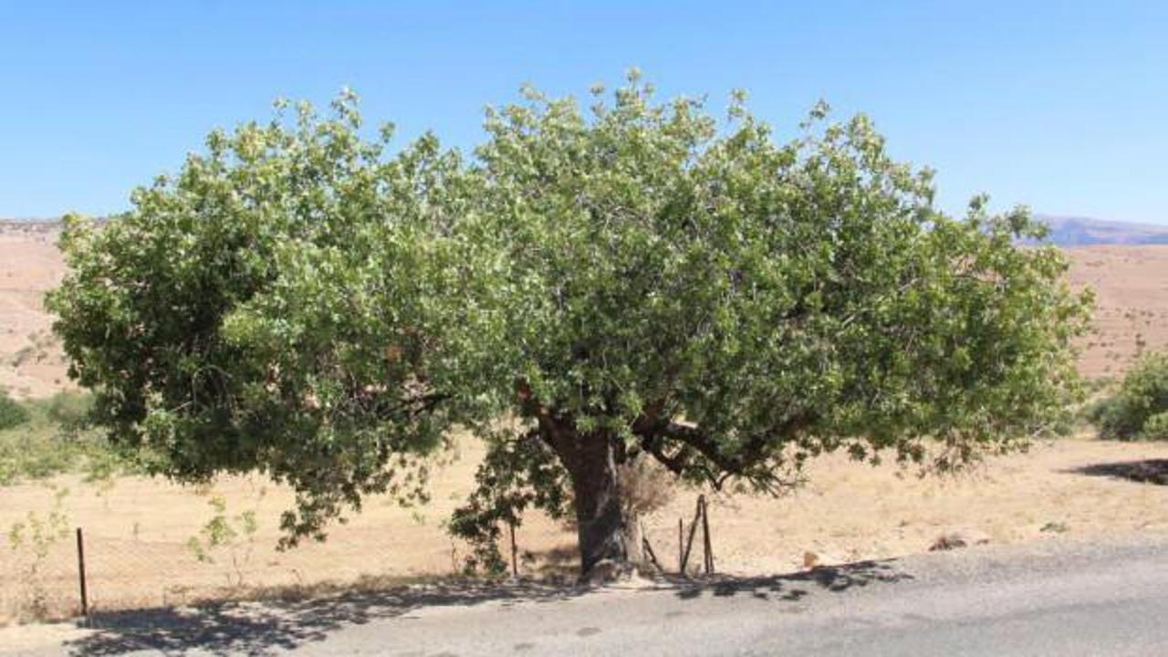 Asırlık ağa&ccedil;ların verdiği &uuml;r&uuml;n altınla yarışıyor