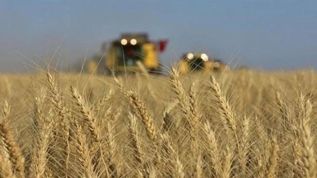 Buğday fiyatları 9 haftanın zirvesine çıktı