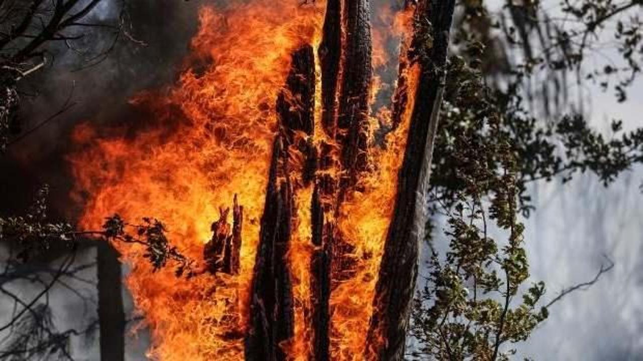 Fransa'daki yangında 3 bin 400 hektar yeşil alan zarar gördü
