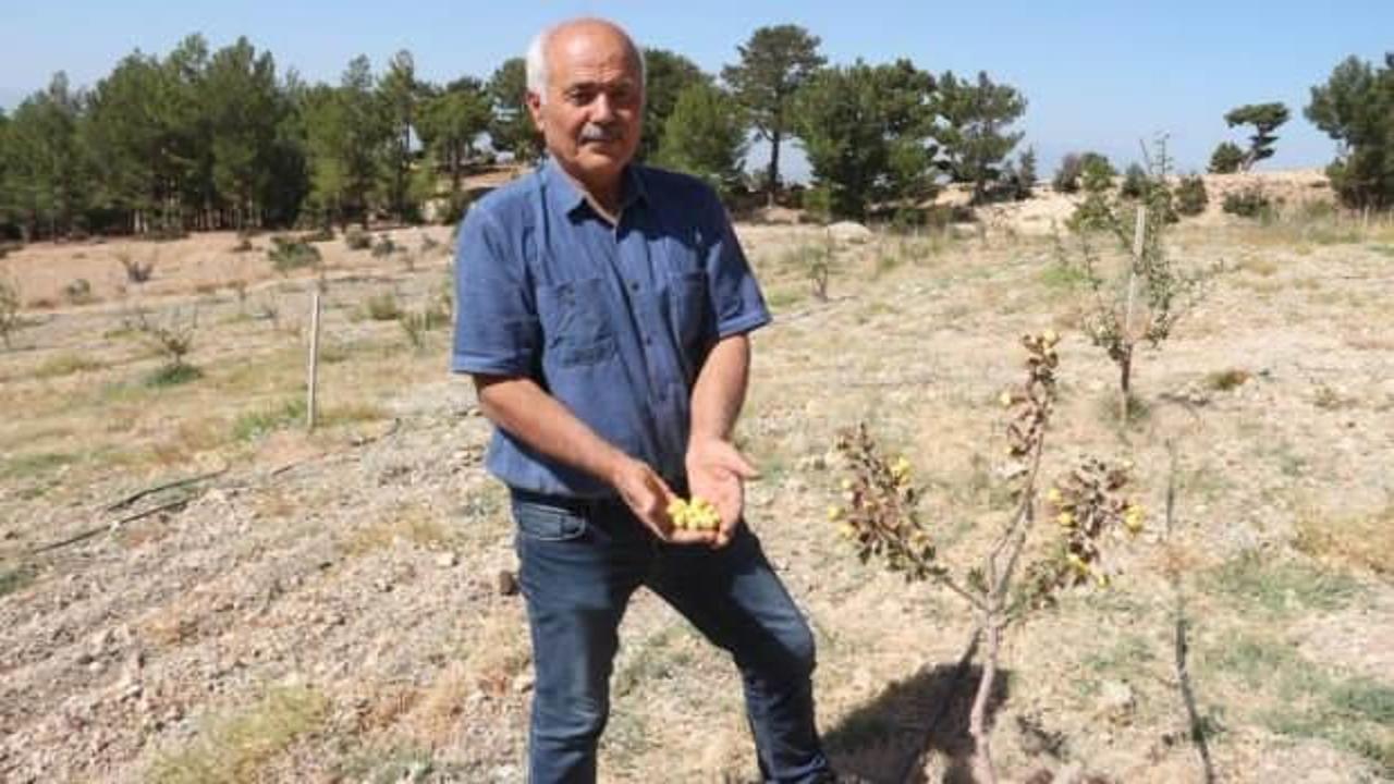 İlk defa denemek i&ccedil;in dikti, trakt&ouml;rle s&uuml;r&uuml;p tahrip ettiler